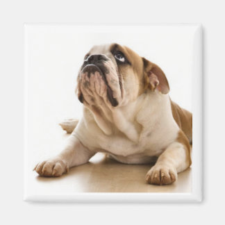 Íman Touro-Cachorro