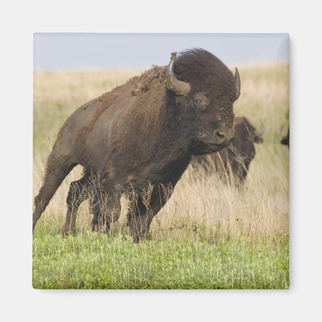 Íman Touro da Festidade, jovem Bison, na Tallgramínea (Frente)