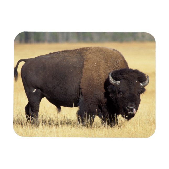 Íman Touro de Bisão no Parque Nacional de Yellowstone (Horizontal)