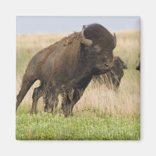 Íman Touro novo do bisonte de Fiesty no Tallgrass