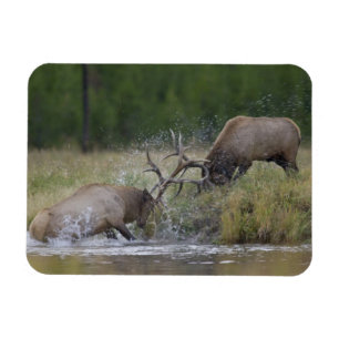 Íman Touros de alce lutando, Yellowstone NP, Wyoming
