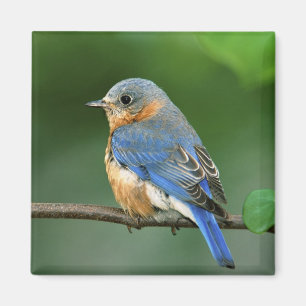 Íman Toutinegra-azul-fêmea, Sialia sialis
