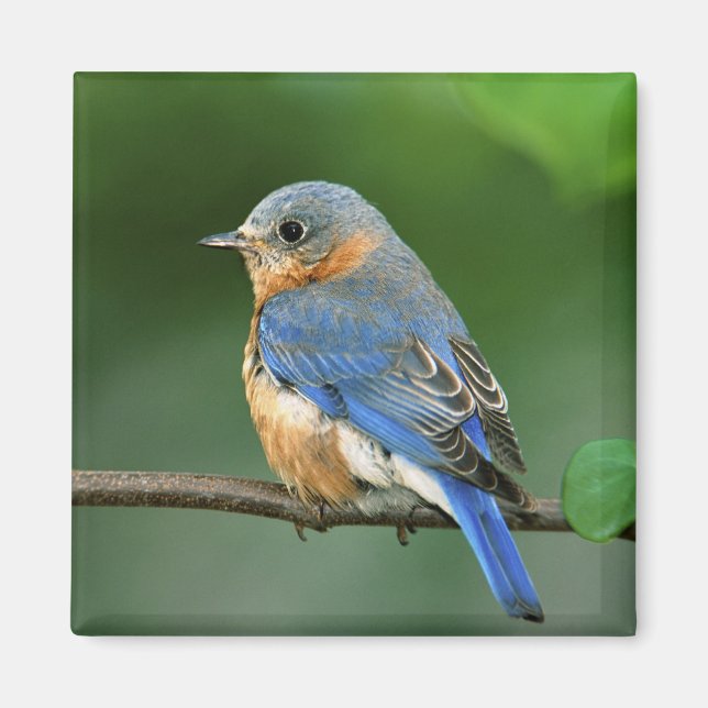 Íman Toutinegra-azul-fêmea, Sialia sialis (Frente)