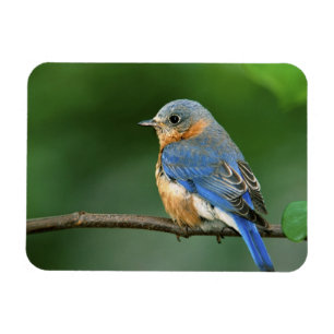 Íman Toutinegra-azul-fêmea, Sialia sialis