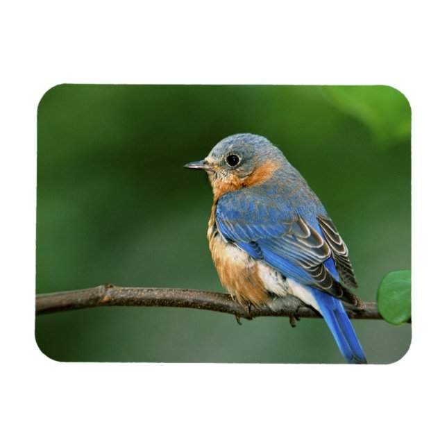Íman Toutinegra-azul-fêmea, Sialia sialis (Horizontal)