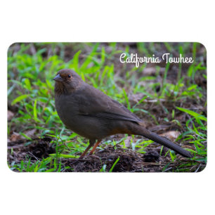 Íman Towhee de Califórnia