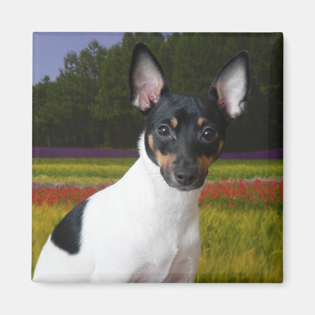 Íman Toy Fox Terrier Magnet (Frente)