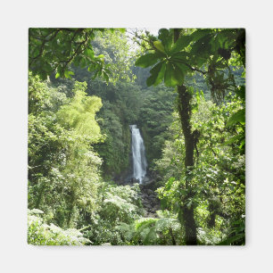 Íman Traffic Falls Tropical RainForest Fotografia