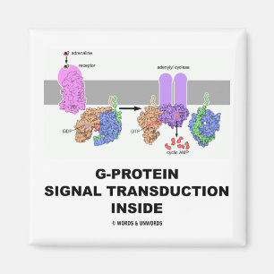 Íman Transdução do sinal da G-Proteína para dentro