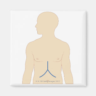 Íman Transplantação do fígado