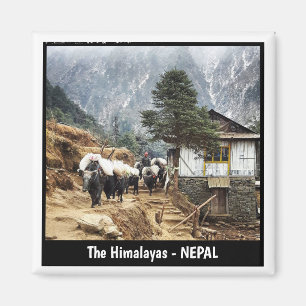 Íman Transporte de búfalos, visões do Everest - Nepal
