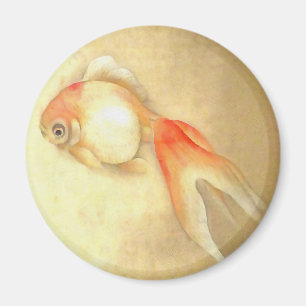 Íman Transquil - Peixe-dourado japonês