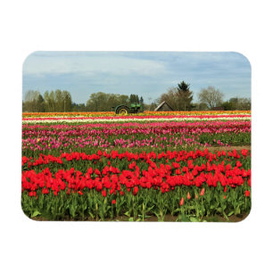 Íman Trator Verde em Tulip Field, Oregon