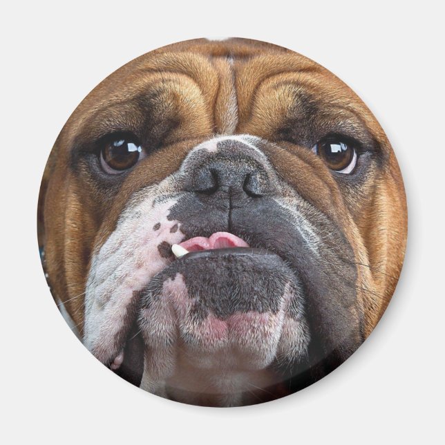 Íman Travesseiro decorativo Inglês Bulldog (Frente)