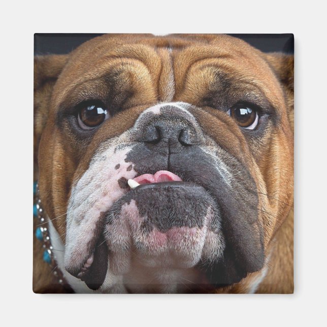 Íman Travesseiro decorativo Inglês Bulldog (Frente)