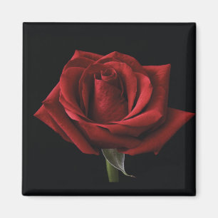 Íman travesseiro decorativo Rosa vermelha