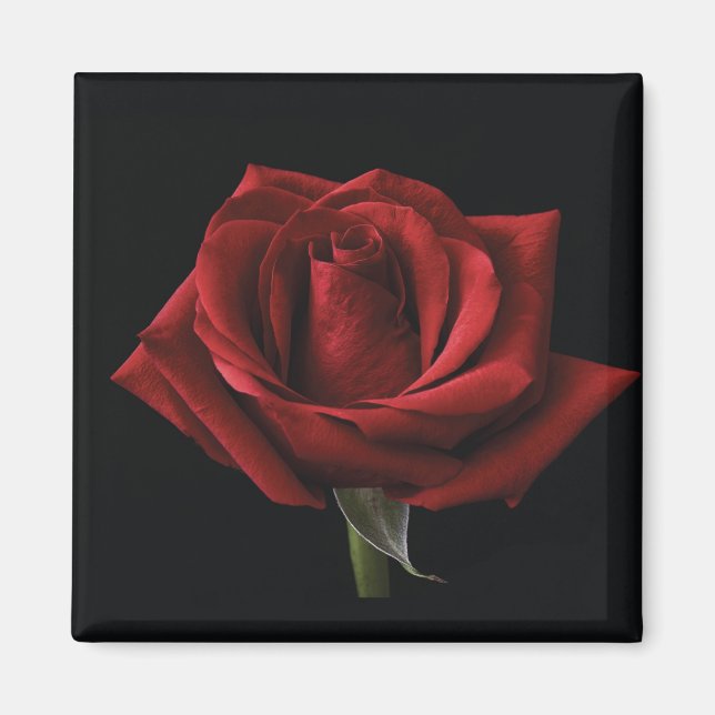 Íman travesseiro decorativo rosa vermelha (Frente)