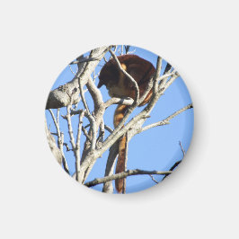 Íman Tree Kangaroo Magnet