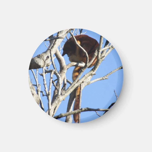 Íman Tree Kangaroo Magnet (Frente)