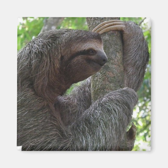 Íman Tree Sloth Square Magnet (Frente)