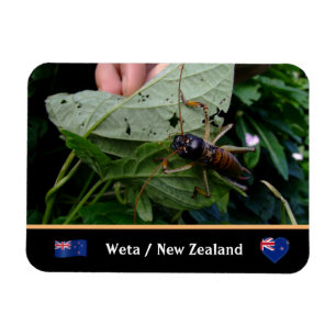 Íman Tree Weta - grande inseto, natureza / Nova Zelând