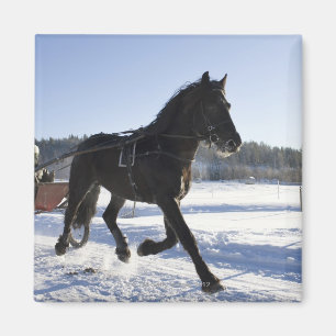 Íman Treinamento dos cavalos em uma paisagem invernal,