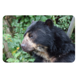 Íman Tremarctos ornatus