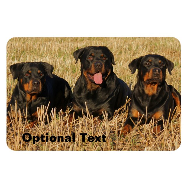 Íman Três Cães Rottweiler - Embalagem de Rotinas (Horizontal)