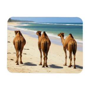Íman Três Camelos na praia em Mombasa Kenya