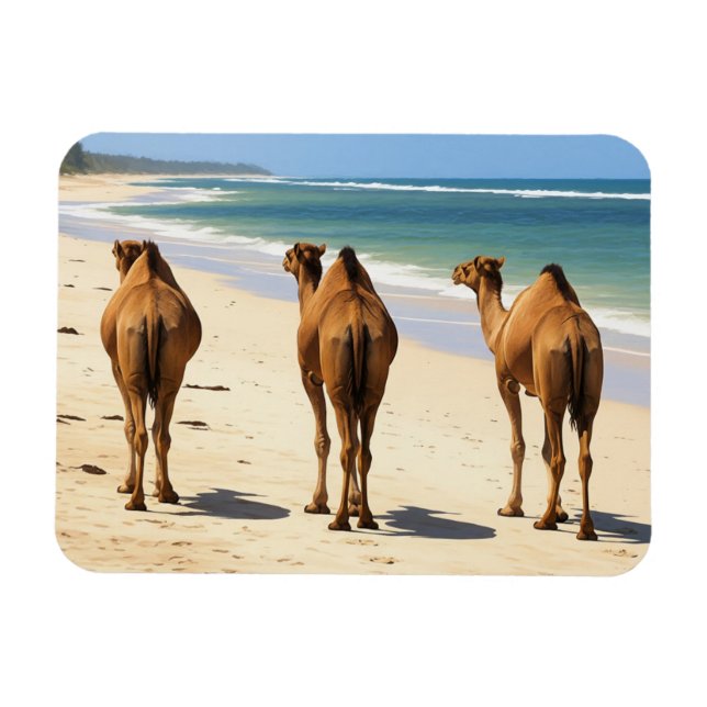 Íman Três Camelos na praia em Mombasa Kenya (Horizontal)