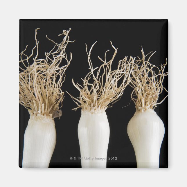 Íman Três cebolas de primavera (Frente)