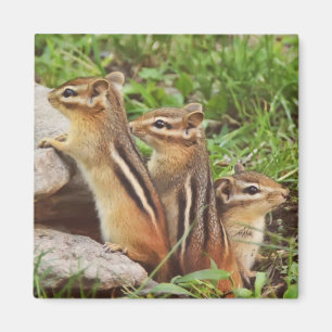 Íman Três Chipmunks do bebê