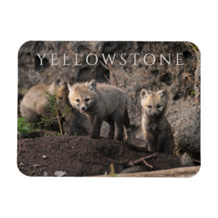 Íman Três Cubs Fox, Parque Nacional Yellowstone, Wyomi