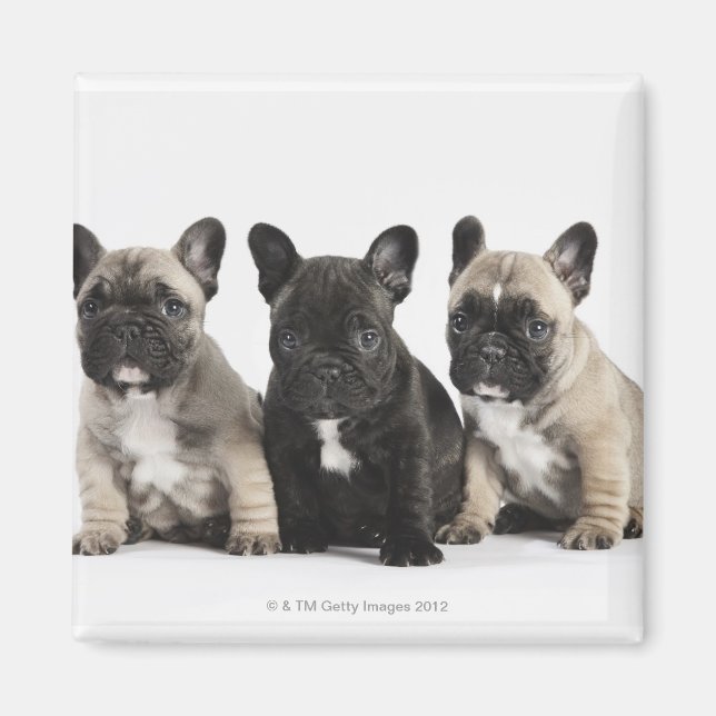 Íman Três Cuppies de Pedigem (Frente)