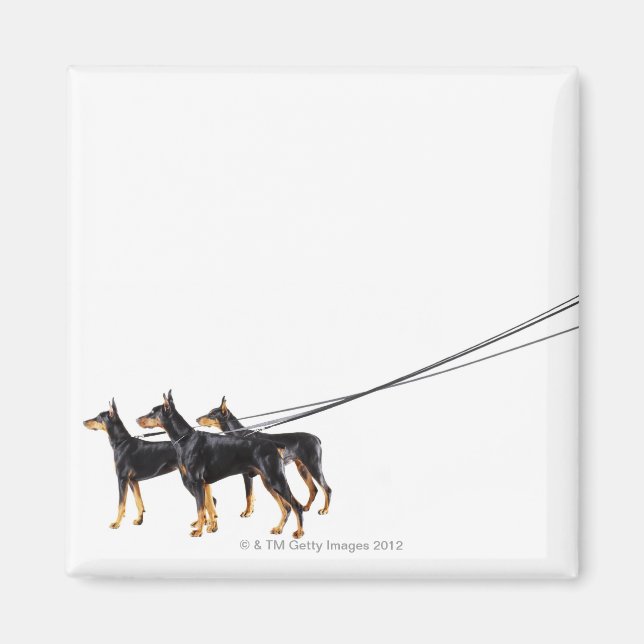 Íman Três Dobermans na coleira (Frente)
