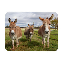 Íman Três Donkey