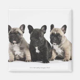 Íman Três filhotes de cachorro da pedigree