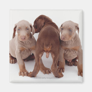 Íman Três filhotes de cachorro do pinscher do Doberman