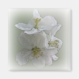Íman três flores brancas