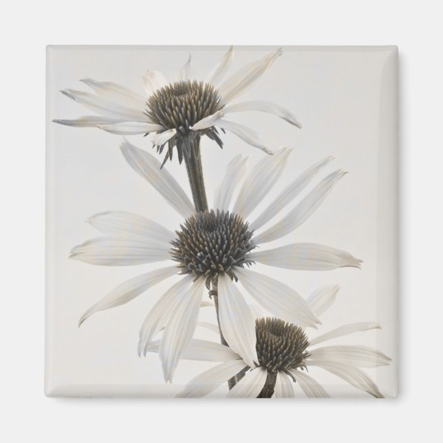 Íman Três Flores Brancas de Cone (Frente)