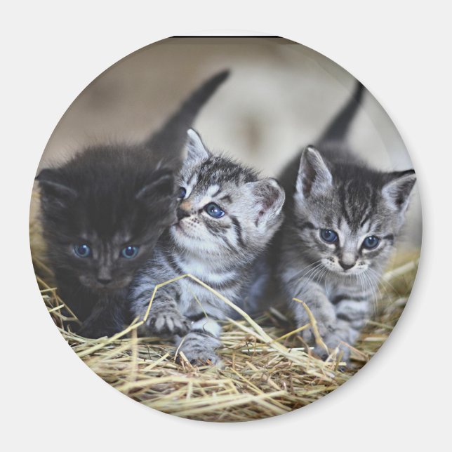 Íman Três Gatinhos  (Frente)