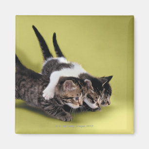 Íman Três gatinhos que abraçam-se