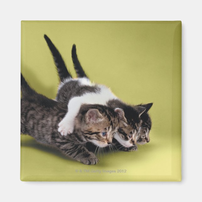 Íman Três gatinhos se abraçando (Frente)