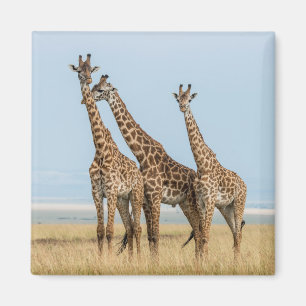 Íman Três girafas posando