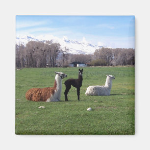 Íman Três lamas no campo