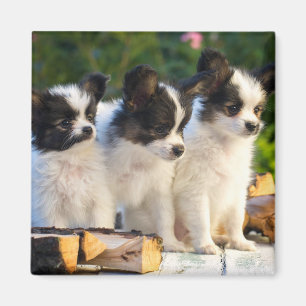 Íman Três Papillon Bonito Cuppies num Bench do Jardim