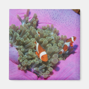 Íman Três peixes do palhaço na anêmona de mar, mar d