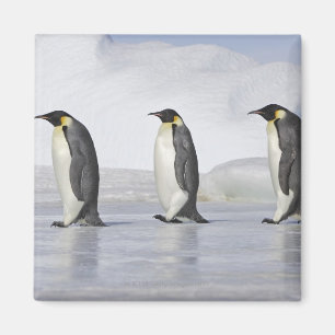 Íman Três pinguins de imperador, ilha do monte da neve