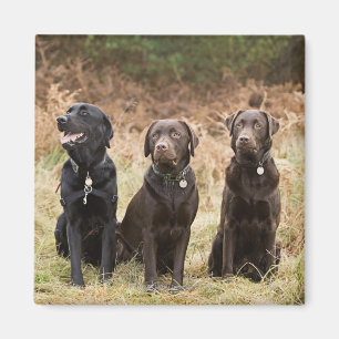 Íman Três retrievers de Labrador pretos