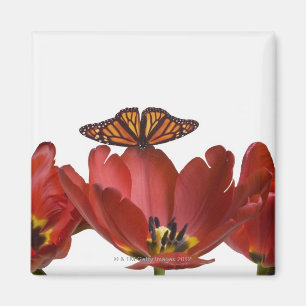 Íman Três tulipas vermelhas e uma borboleta de monarca